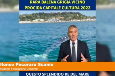 Avvistata balena Grigia a Pozzuoli “Pecoraro Scanio “Rispettate questi grandi cetacei”