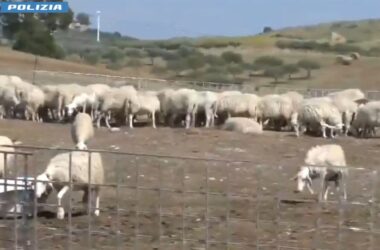 Mafia delle campagne nell’Agrigentino, perquisiti ovili e aziende agricole