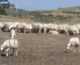 Mafia delle campagne nell’Agrigentino, perquisiti ovili e aziende agricole