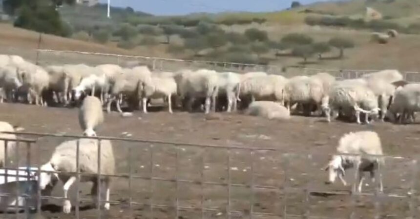 Mafia delle campagne nell’Agrigentino, perquisiti ovili e aziende agricole