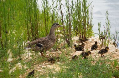 AQP restituisce acqua in natura contribuendo a conservare biodiversità