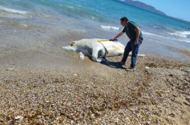 Rimossa carcassa di vitello di 6 quintali in spiaggia a Palermo, Ferrandelli “Subito ripristinata salute pubblica”