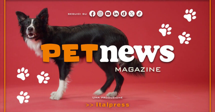 PetNews Magazine – 27/8/2024