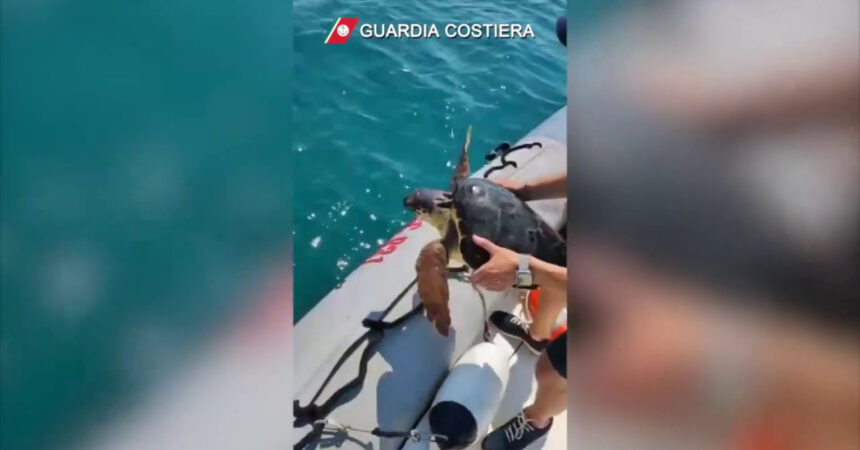 Guardia costiera di Pozzallo soccorre tartaruga Caretta caretta