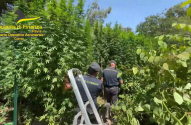 Scoperta piantagione di cannabis nel Parco del Ticino