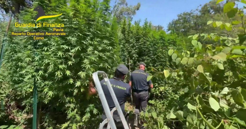 Scoperta piantagione di cannabis nel Parco del Ticino