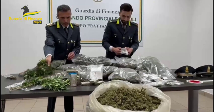 Sequestrata a Benevento piantagione canapa indiana e 50 kg marijuana