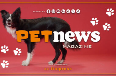 PetNews Magazine – 8/10/2024