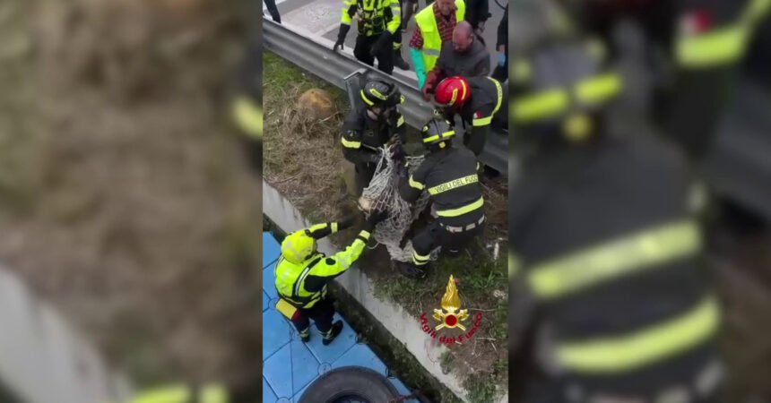 Milano, Vigili del Fuoco recuperano capriolo dalle acque del Naviglio