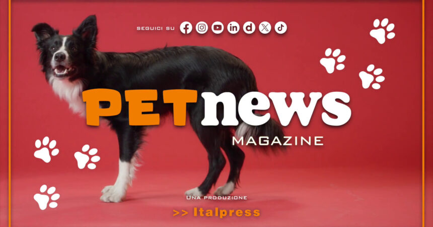 PetNews Magazine – 15/10/2024