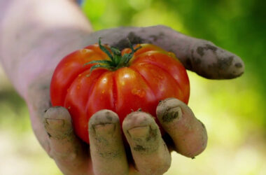 Agricoltura, crescono le coperture assicurative per il bio