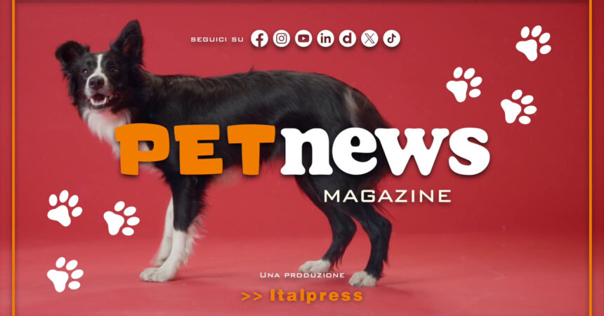 PetNews Magazine – 31/12/2024