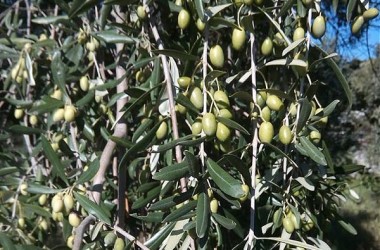 Olivicolturabio, la Sicilia conferma primato