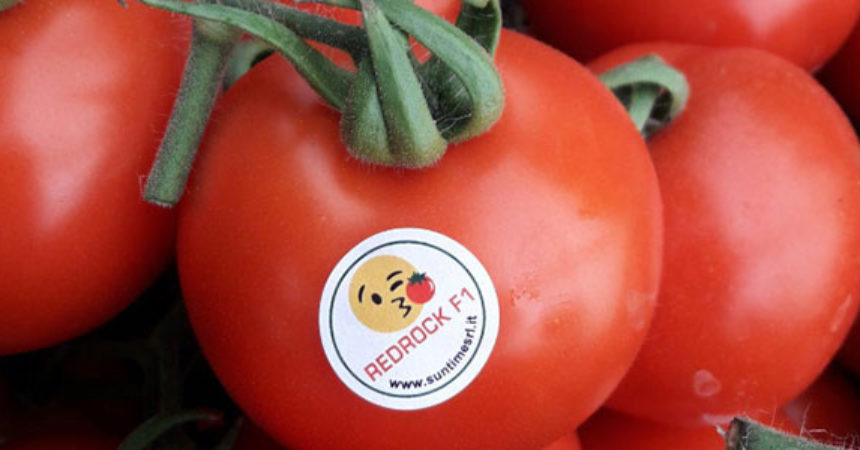 Pomodoro Redrock, il grappolo rosso ideale per l’export