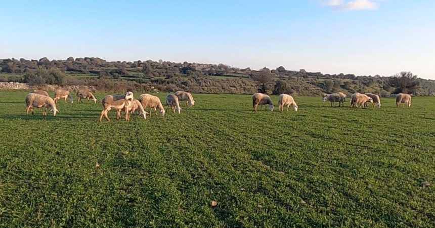 Il CoRFiLaC di Ragusa partner per la filiera ovina in Tunisia con il progetto Jesmed