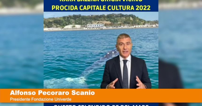 Avvistata balena Grigia a Pozzuoli “Pecoraro Scanio “Rispettate questi grandi cetacei”