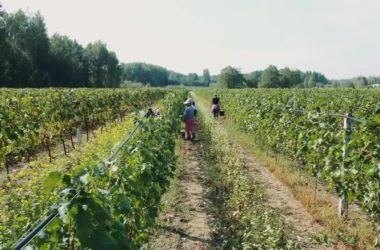 Agricoltura, ancora niente accordo sulla nuova Pac