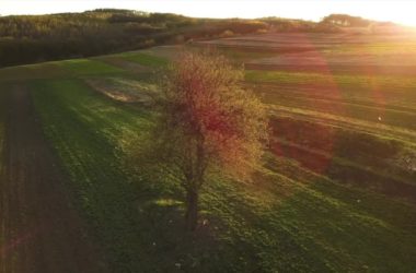 Arbolia, nuovi boschi urbani nelle città italiane