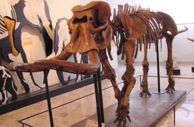 Recuperato Dna da elefante della collezione del Museo geologico Unipa