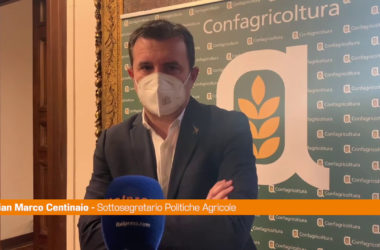 Agroalimentare, Centinaio “L’Italia punti sul grano duro di qualità”