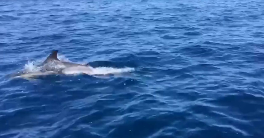 A Lampedusa tornano le balene e i delfini