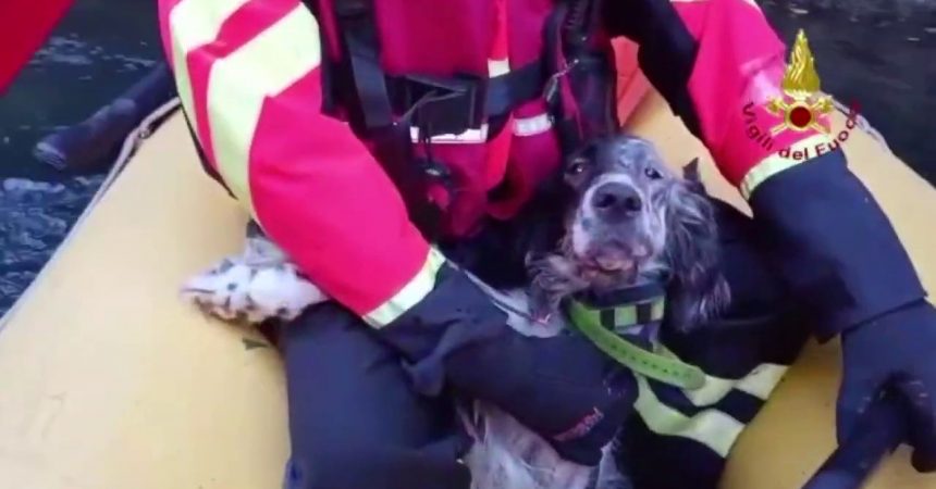 Vicenza, setter caduto in dirupo salvato da Vvf “alpinisti”