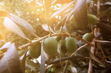 Siccità, annata difficile per l’olivicoltura