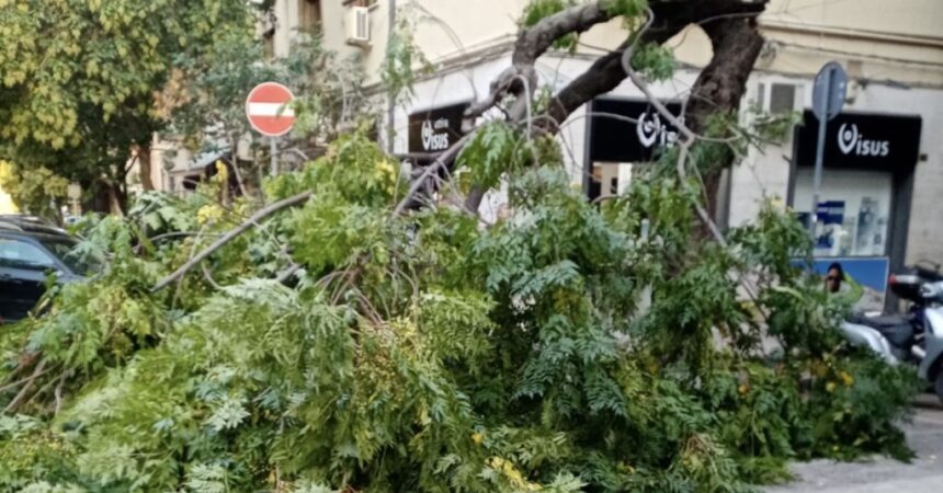 Palermo, cade albero in via XX settembre. Paura ma nessun danno