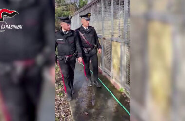 Sequestro in un canile del milanese in cattive condizioni igieniche