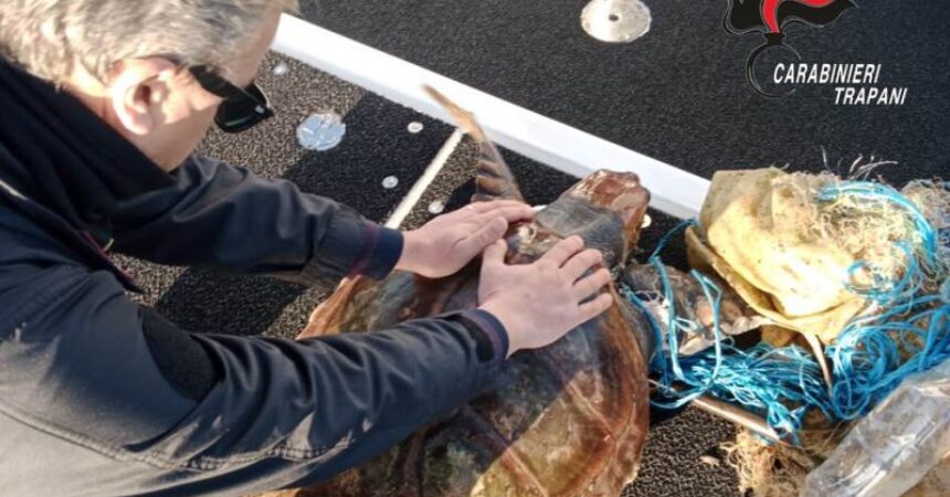 Favignana, Carabinieri salvano tartaruga Caretta Caretta