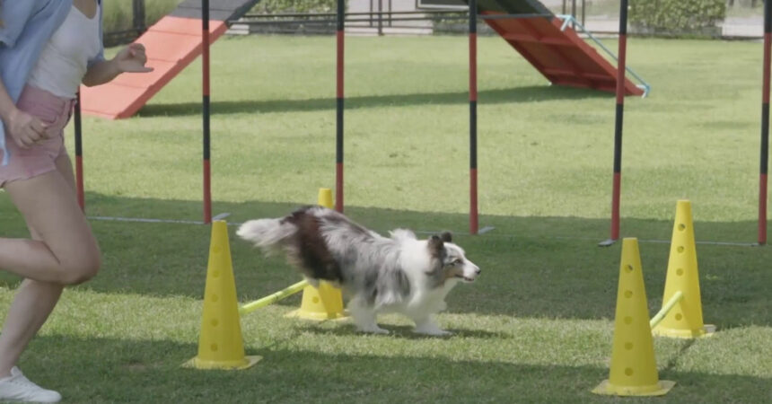 Un convegno sullo status di cane-atleta e la tutela del suo benessere