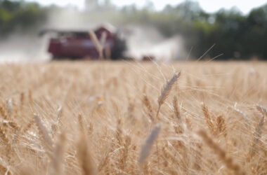 Cresce l’insicurezza alimentare