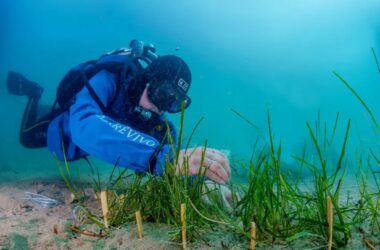 Marevivo, con “Replant” ripopolati 100 mq di cymodocea nodosa a Trieste