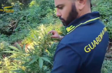 Tre coltivazioni di marijuana scoperte tra i boschi a Lamezia Terme