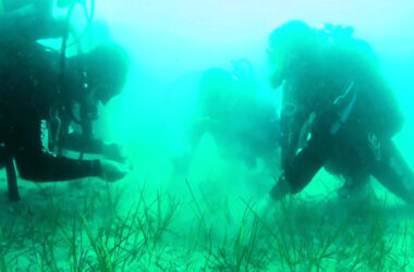 Marevivo, ripopolati 100 mq di cymodocea nodosa nel Golfo di Trieste