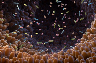 Il microbiota intestinale potenzia l’immunoterapia