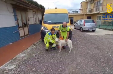 Napoli, cantonieri Anas salvano cane. Si cerca proprietario