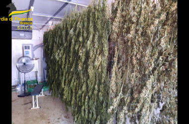 Brescia, coltivavano e raffinavano marijuana, 8 misure cautelari