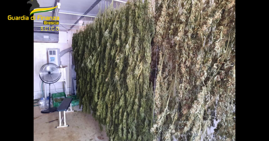 Brescia, coltivavano e raffinavano marijuana, 8 misure cautelari