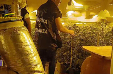 Napoli, scoperto laboratorio clandestino per coltivazione di marijuana