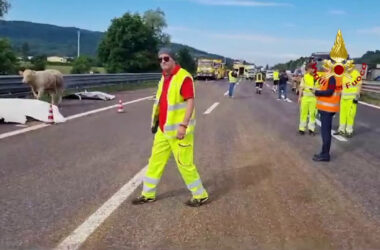 Camion carico di bovini si ribalta sulla A4 nel vicentino