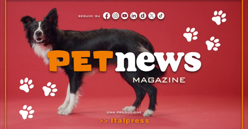 PetNews Magazine – 22/5/2024