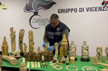 Maxisequestro di oggetti in avorio dei Carabinieri Forestali