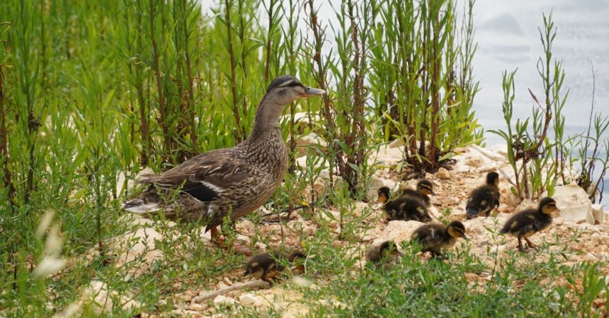 AQP restituisce acqua in natura contribuendo a conservare biodiversità