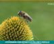 Fitoterapia con polline e pistillo,20 anni di studi dimostrano efficacia