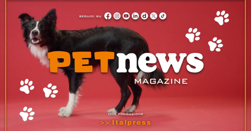 PetNews Magazine – 9/7/2024