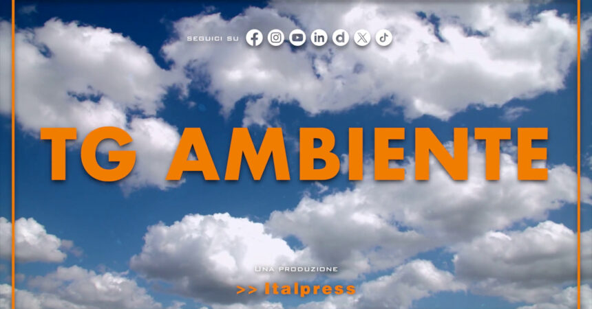 Tg Ambiente – 11/8/2024