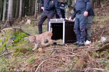 Nella Foresta di Tarvisio il rilascio di un esemplare di lince