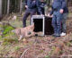 Nella Foresta di Tarvisio il rilascio di un esemplare di lince