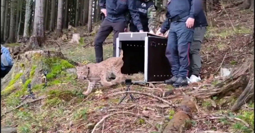 Nella Foresta di Tarvisio il rilascio di un esemplare di lince